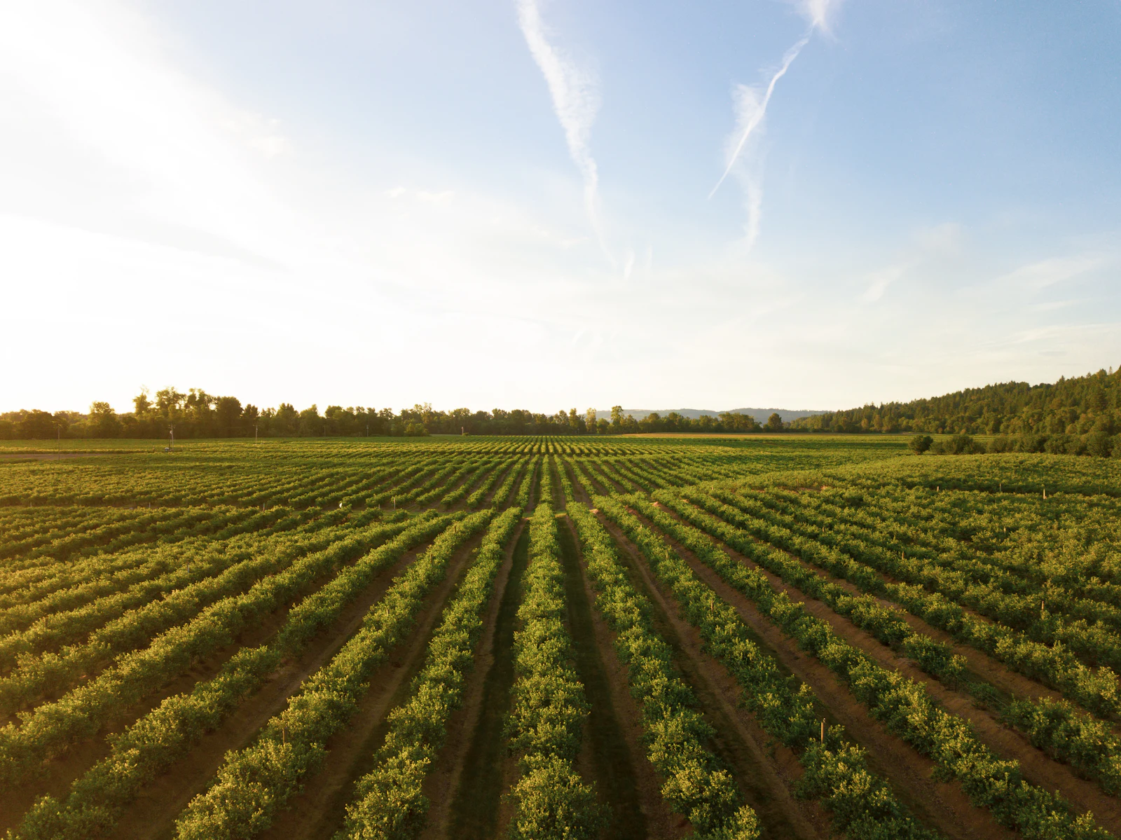 Aerial view of cultivated crop rows on an Australian farm